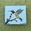 Colibri